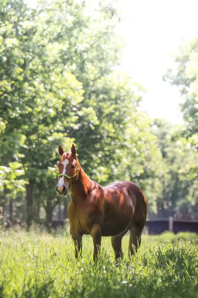 Delicia’s bloodlines