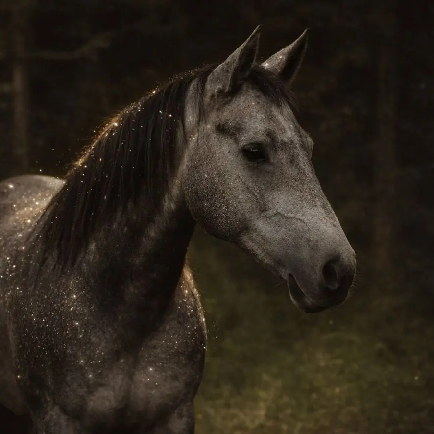 Blue Sky Rawhide Shelby