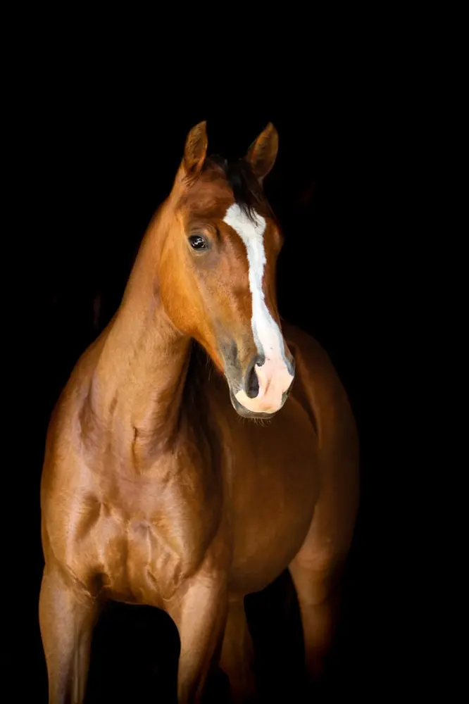 Akacheta Scarlet Blaze