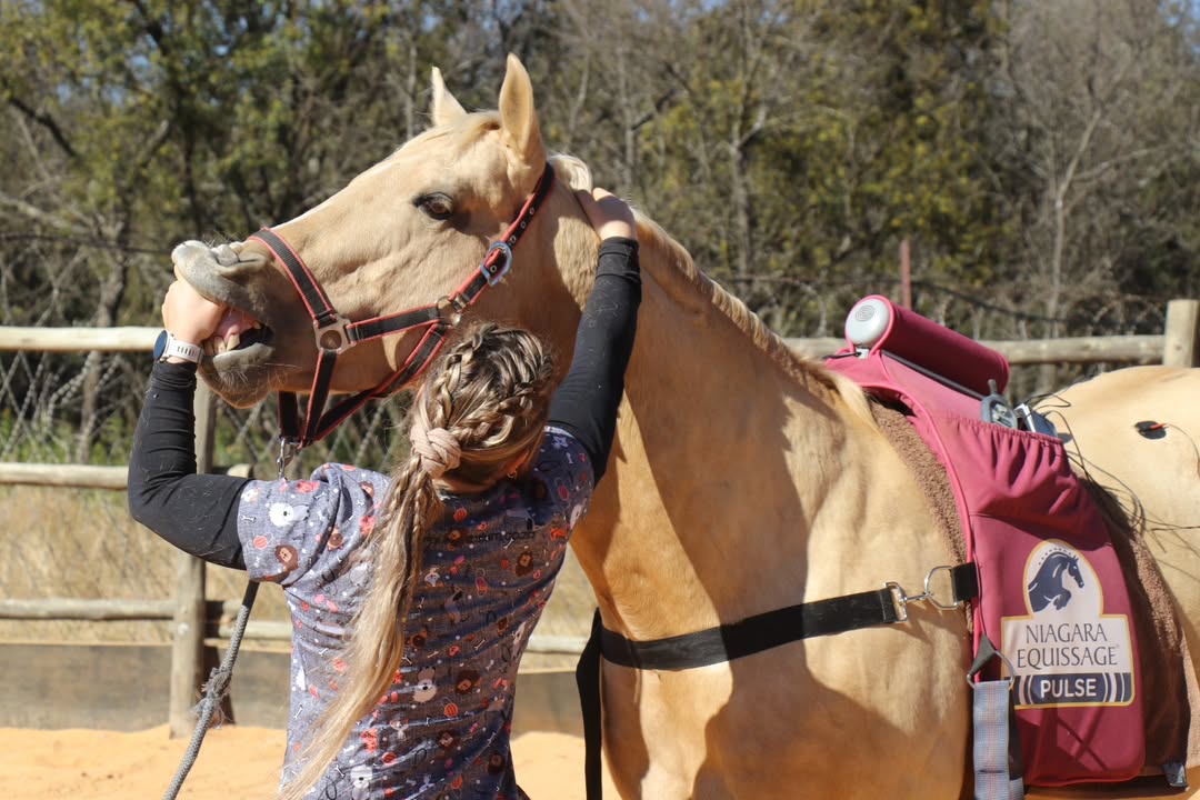 Quarter Horse Breeding