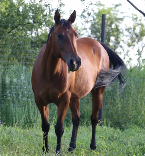 Stud Coverage Services