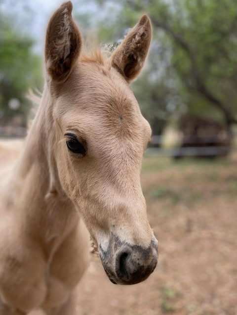 Young Horse Raising & Care